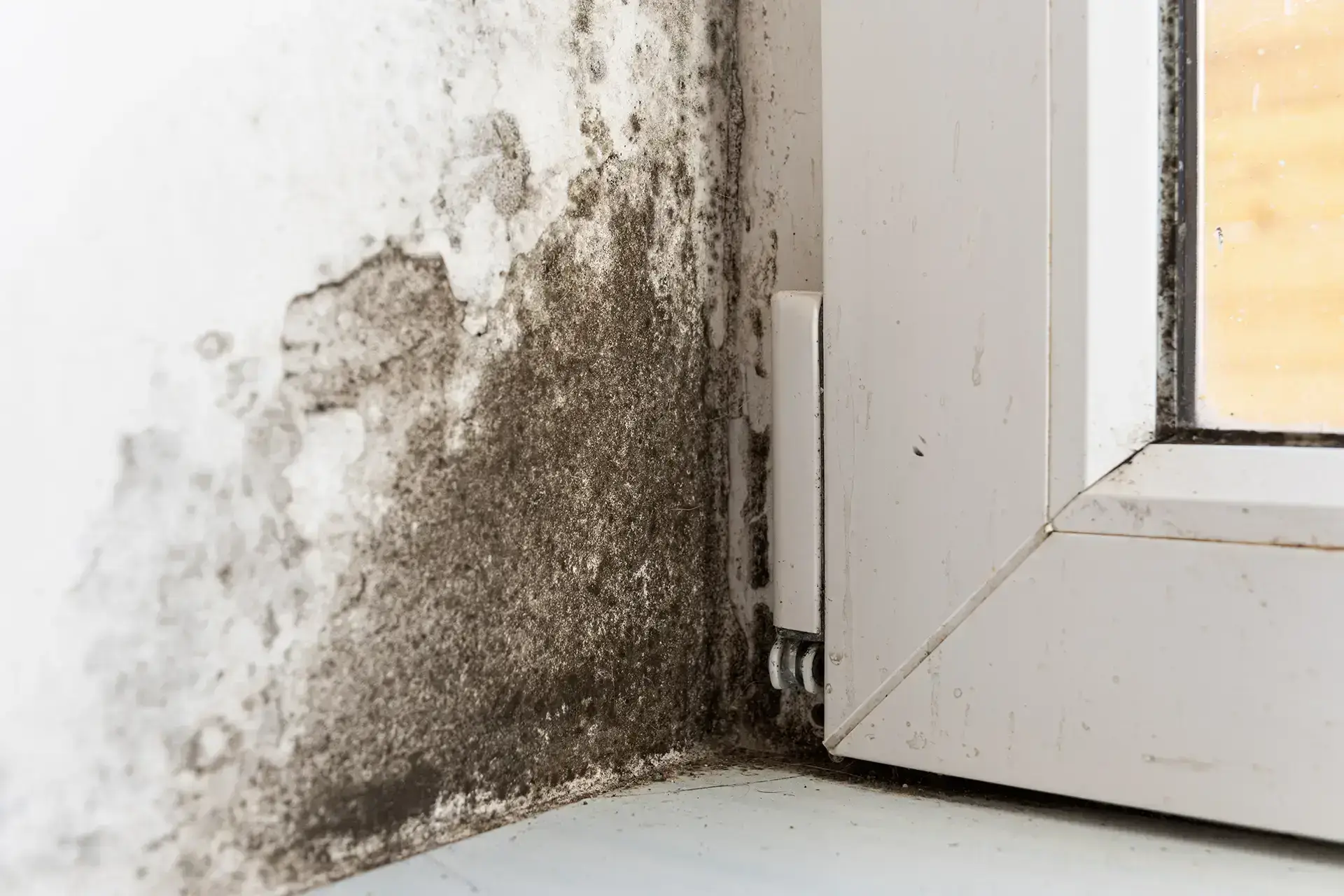 The Story of Green Water Damage Pros Water Damage Restoration